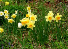 Spring daffodils in Tammy's garden.